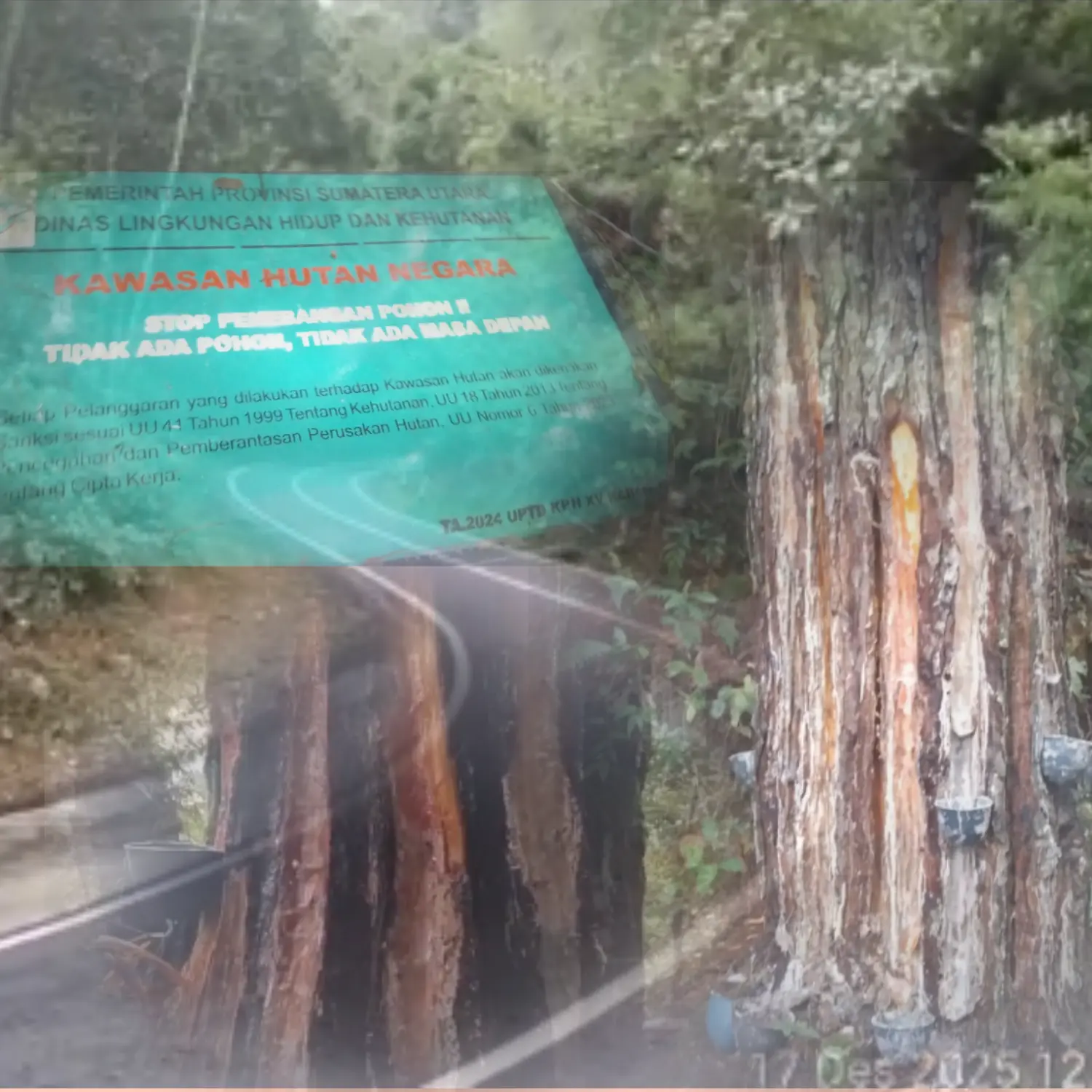 Penyadapan / Penderesan getah pinus di Hutan Laepondom Silalahi akui setor ke KPH XIV dan Aparat Desa untuk ijin Deres